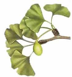 20060726133708-gingko.jpg