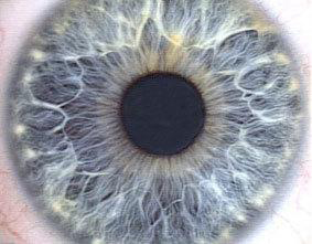 20060921111620-iris10.jpg
